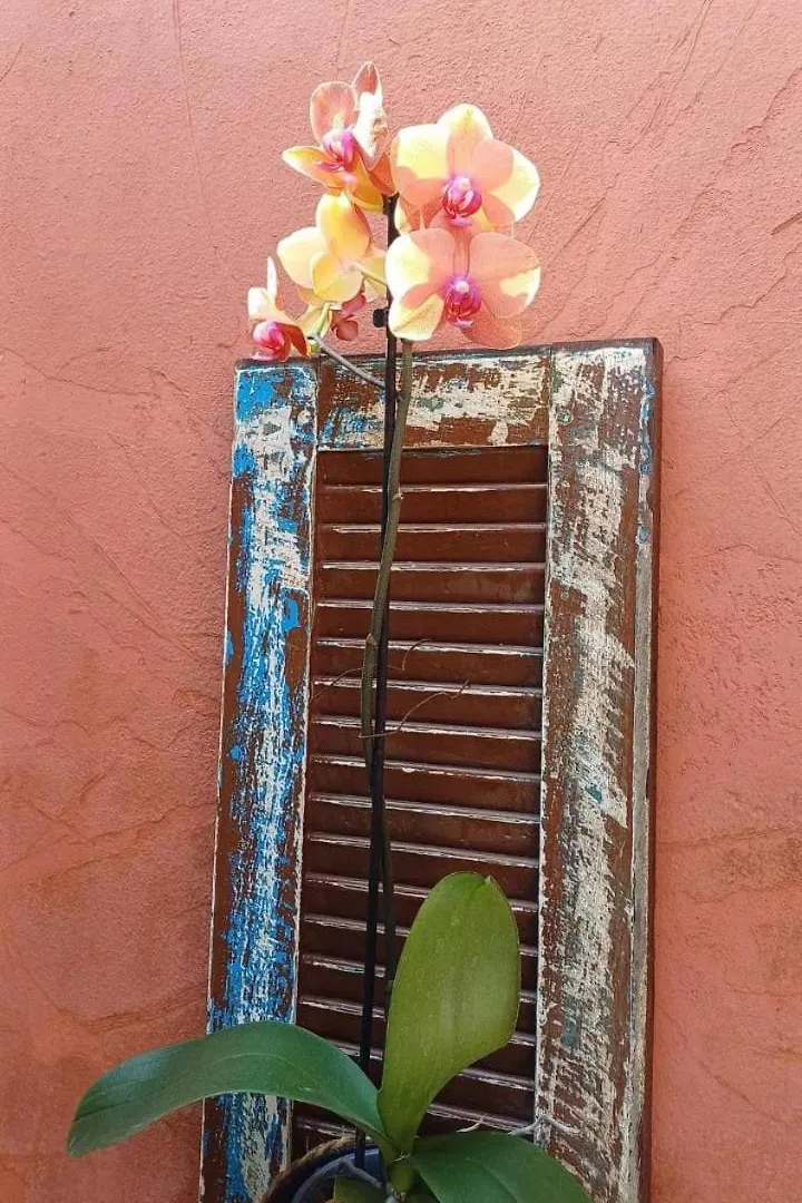 Guest House Orquidea Búzios